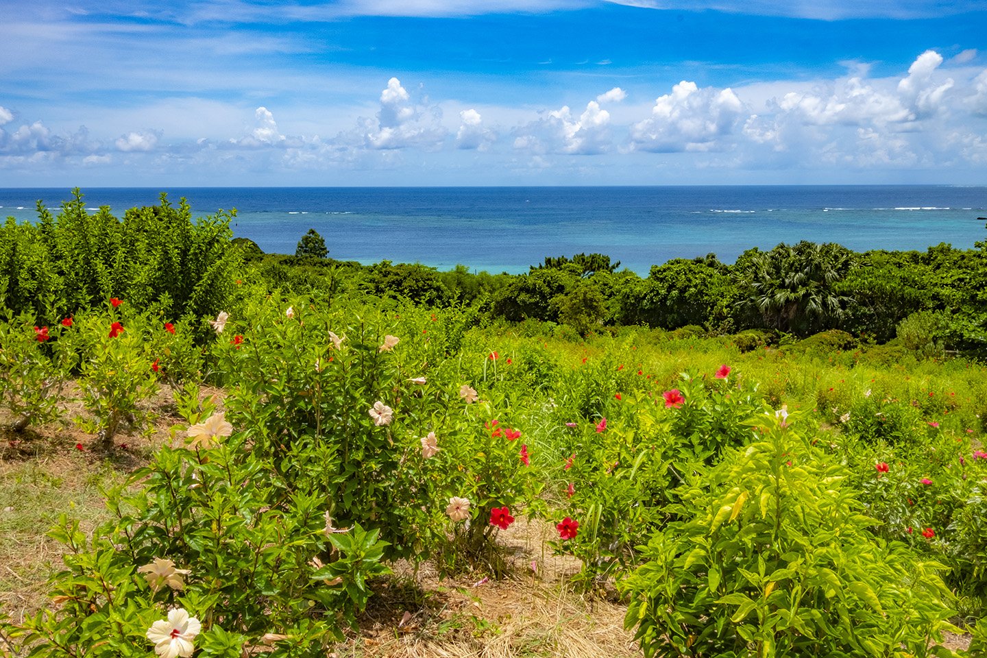 👀 타마토리자키 전망대 (타마토리자키 텐보우다이) 이미지 4